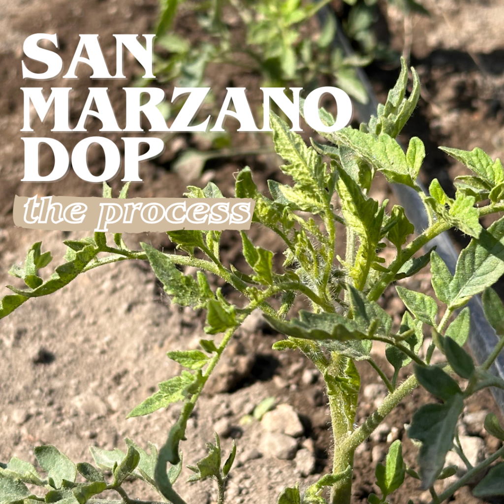 San marzano plant